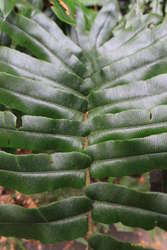 Cool giant cycad leaves