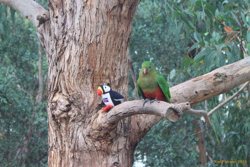 Lulli hanging out with some king parrots