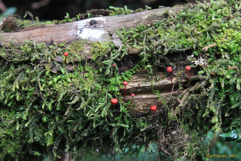 Cute red fungi