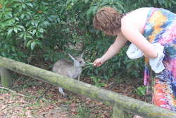 Kata trying to tempt a wallaby