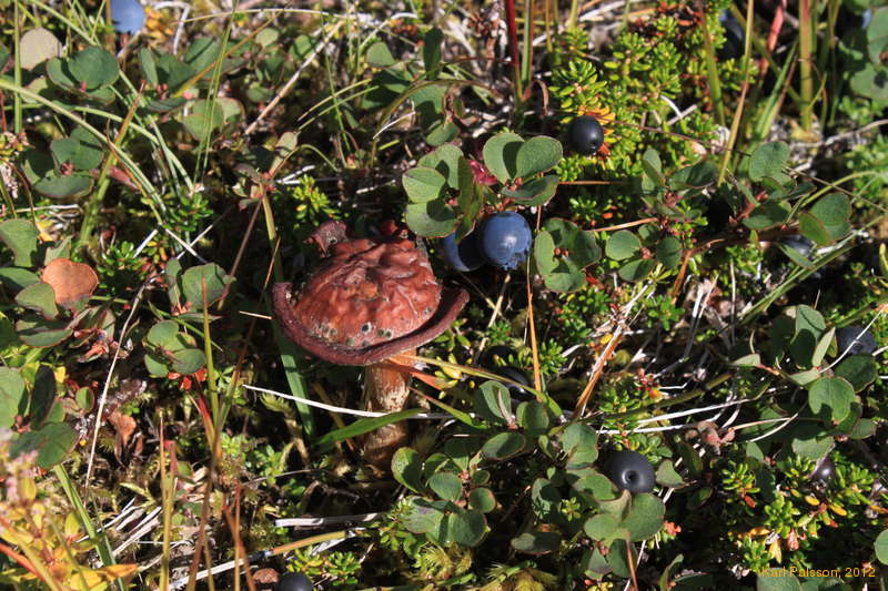Mushrooms and blueberries