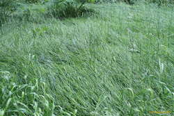 Cool grass patterns