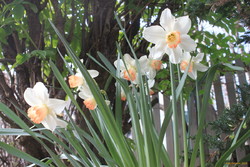 Some inherited daffodils
