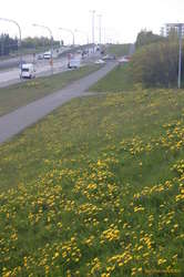Dandelions