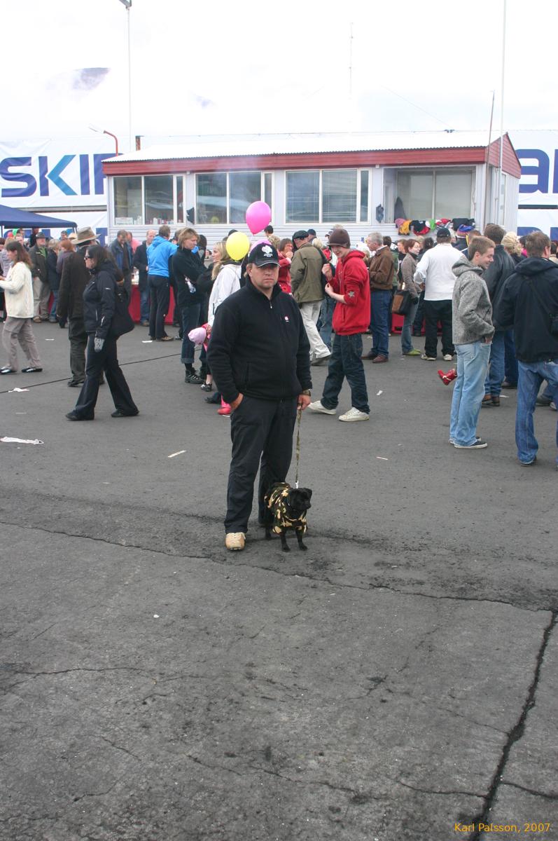 More handbag dogs