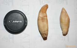 Killer whale teeth (58mm lens cap)
