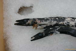 Black scabbard fish, nasties of the deep

