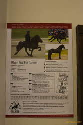 Horse sex for sale
