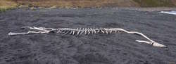Beached fish
