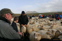 Proper sheep handling technique
