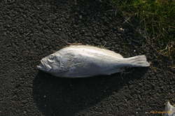 Steel fishie
