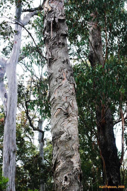 Cool tree bark