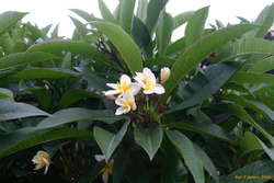 Frangipani
