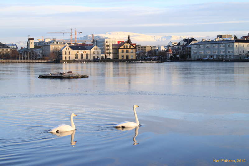 Swans on the pond