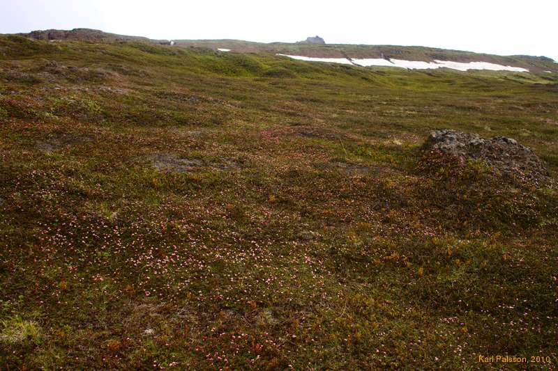 Fields of flowers