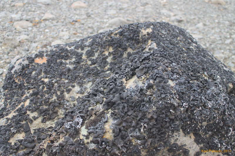 Jumbo lichen