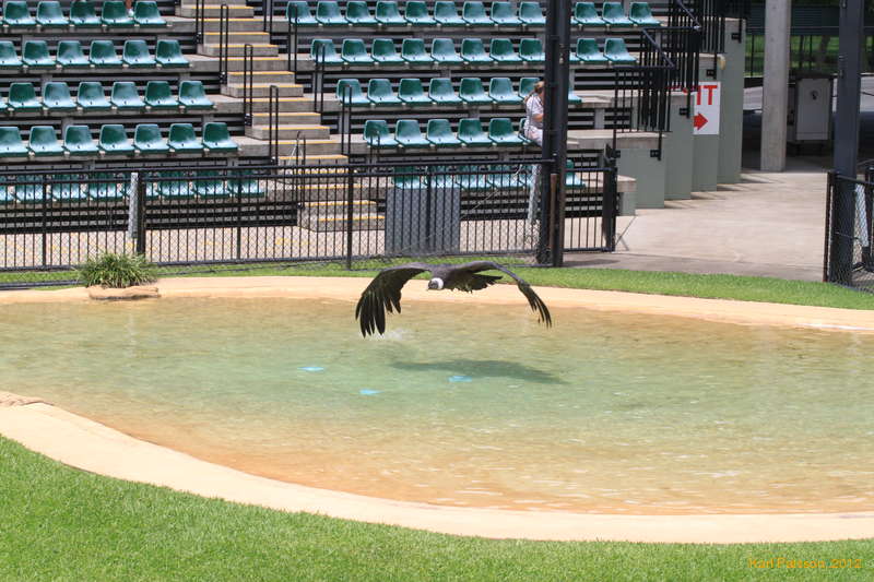 Condor