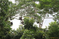 Bird nests
