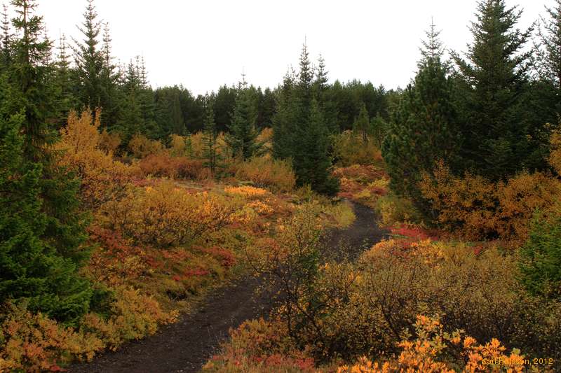 Heiðmörk in Autumn