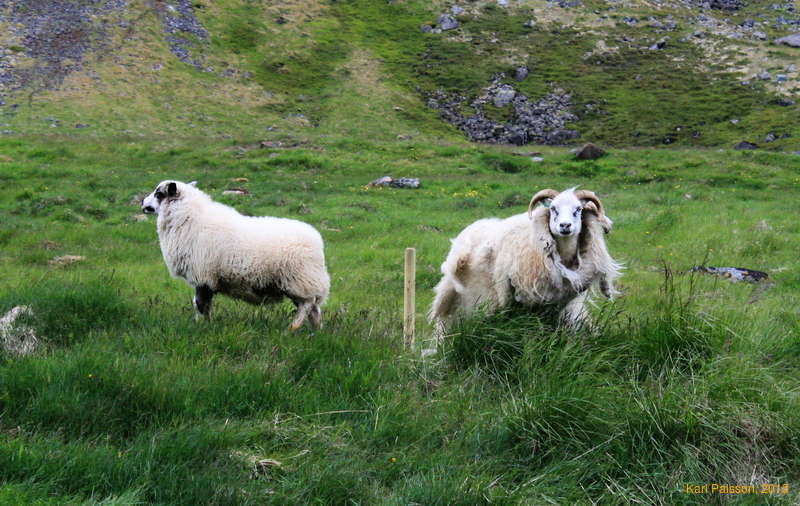Shearing is for loser sheep that can't outrun farmers