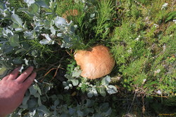 Big mushrooms